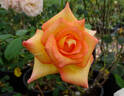 Sunny Sundays rose photo