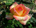 Sunny Sundays rose photo