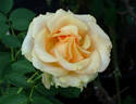 Sunstruck ™ rose photo