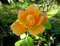 Sutter's Gold rose photo