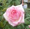 Rose Gaujard ® rose photo