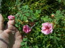 <i>Rosa arkansana</i> 'Woodrow' rose photo