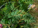 <i>Rosa arkansana</i> 'Woodrow' rose photo