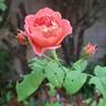Pick'n Go rose photo