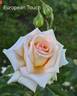 European Touch rose photo