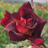 Eddy Mitchell rose photo