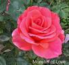 Monster of Love rose photo