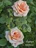 Marilyn Monroe ™ rose photo