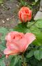 What a Wonderful World rose photo