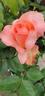 What a Wonderful World rose photo