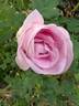 Prairie Wren rose photo