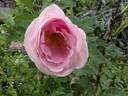 Prairie Wren rose photo