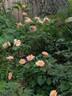 Prairie Magic rose photo