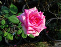 Table Mountain rose photo