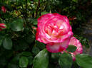 Tabris rose photo
