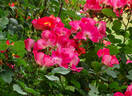 Take It Easy™ rose photo
