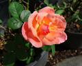 Tallyho rose photo
