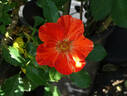 Tawny Tiger rose photo