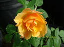Téquila ® rose photo