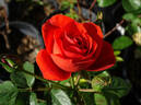 Terracotta ® rose photo
