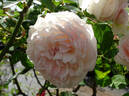 The Generous Gardener rose photo