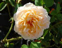 The Lady Gardener rose photo