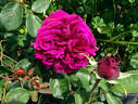 The Prince ® rose photo