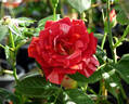 Tropical Lightning rose photo