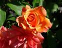 Tuscan Sun ™ rose photo