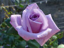Twice in a Blue Moon rose photo