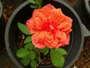 Uptown Girl™ rose photo