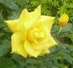 Anthony Meilland rose photo