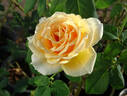 Valencia ® rose photo