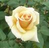 Butterscotch rose photo