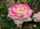 White Lies rose photo