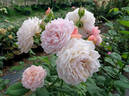 William Morris rose photo