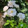 Annelies rose photo