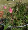 John Davis rose photo