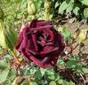 Nigrette rose photo