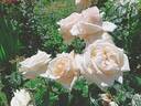 Madame Anisette rose photo