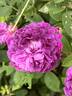 Genéral Stefánik rose photo