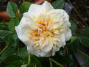 Miss Fine rose photo