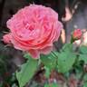 Pick'n Go rose photo
