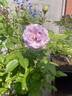 Neptune ™ rose photo