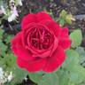 Polonaise rose photo