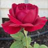 Polonaise rose photo