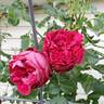 Red Eden ™ rose photo