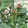 Red Eden ™ rose photo