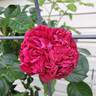 Red Eden ™ rose photo