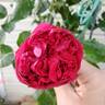 Red Eden ™ rose photo